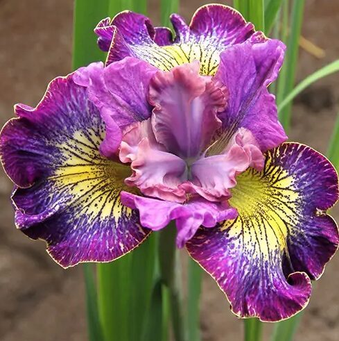 Sibīrija īriss 'How Audatious'  (pieejams no jūnija)